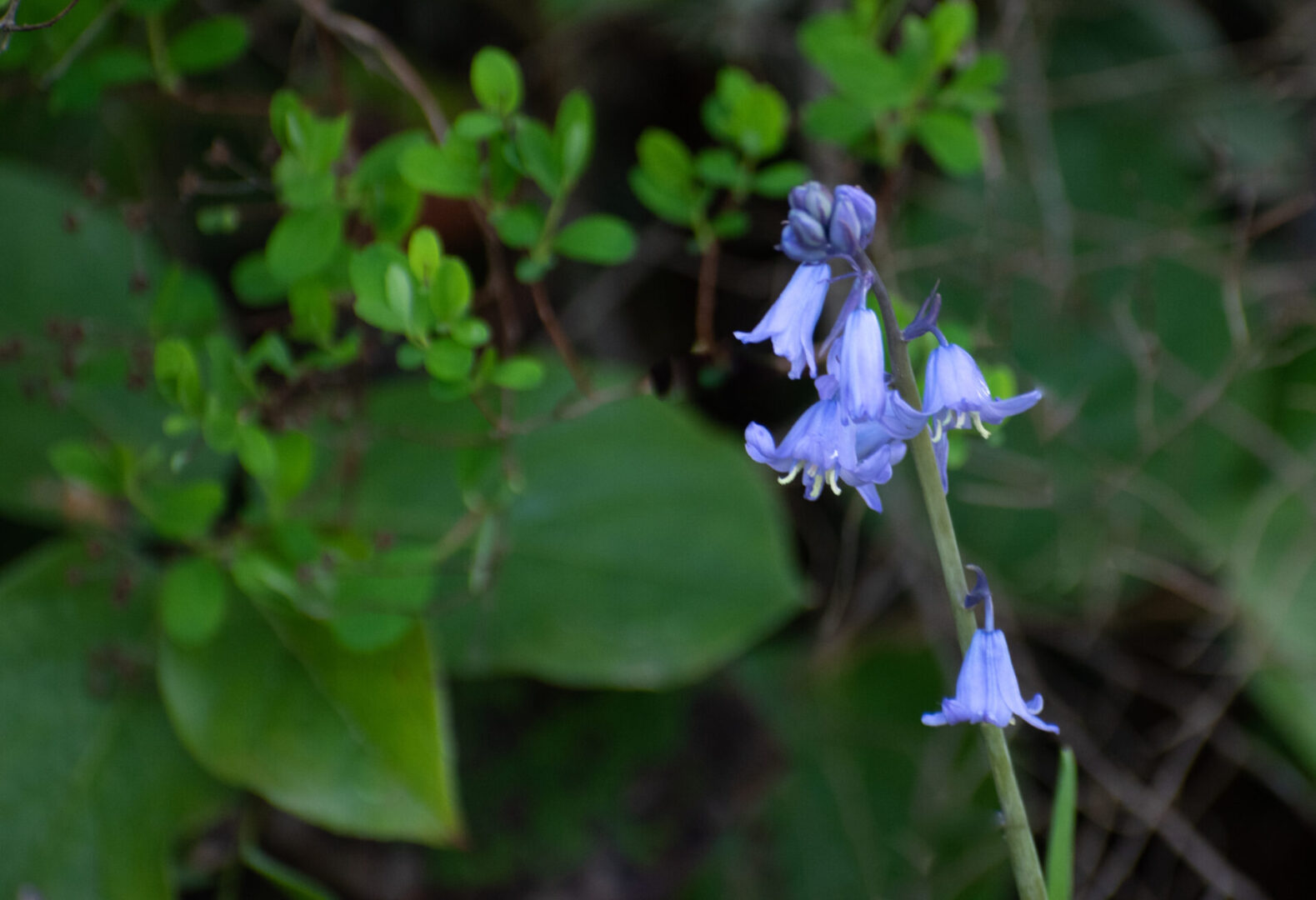 Blue flower